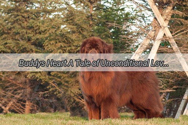 Buddys Heart A Tale of Unconditional Love and Canine Devotion